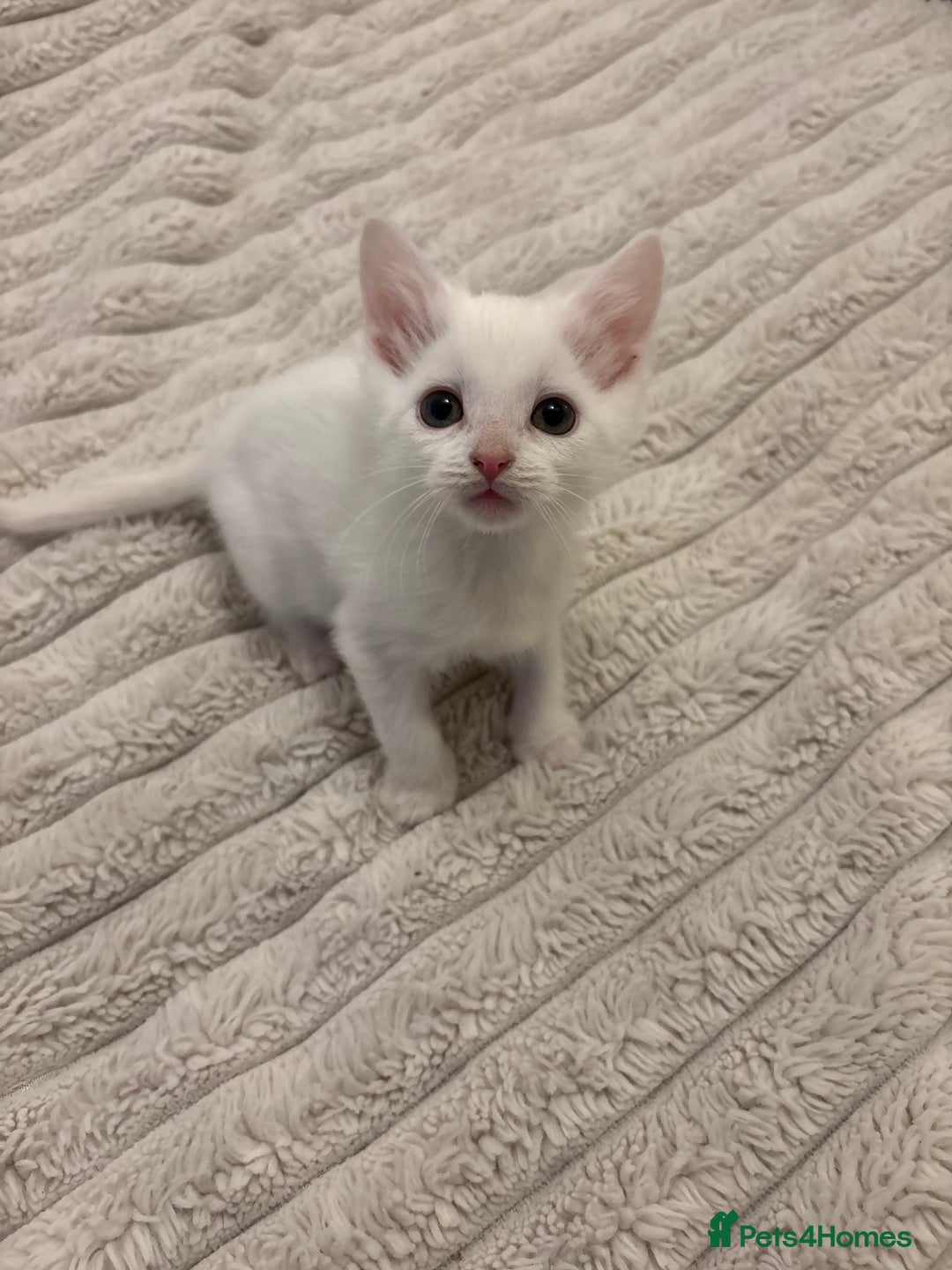 Turkish Angora cats for sale: Adorable Turkish Angora Kittens – Ready Now 🐾 - Advert 6