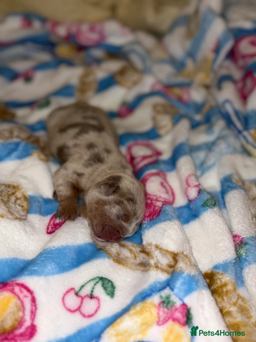 English Bulldog dogs for sale: English Bulldog Girl Puppy in Chorley - Advert 11
