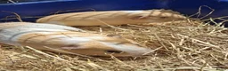 Guinea Pig rodents for sale: Gorgeous Dad & son - Advert 4