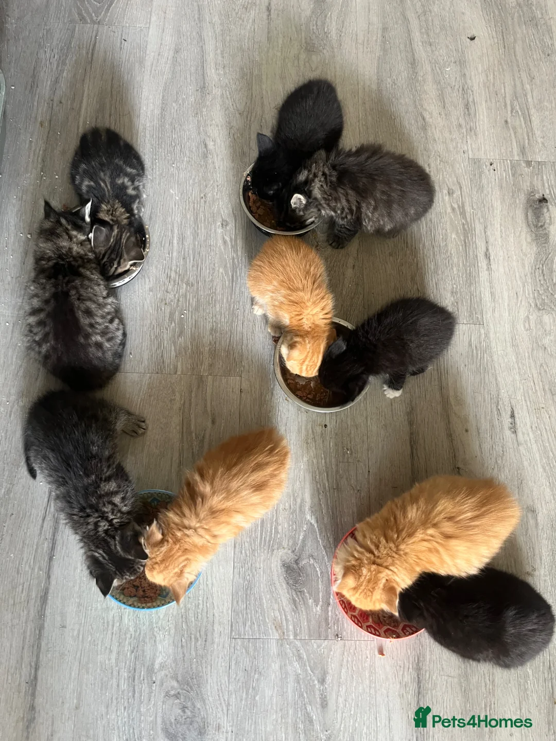 Mixed Breed cats for sale: Adorable Kittens for sale - Advert 14