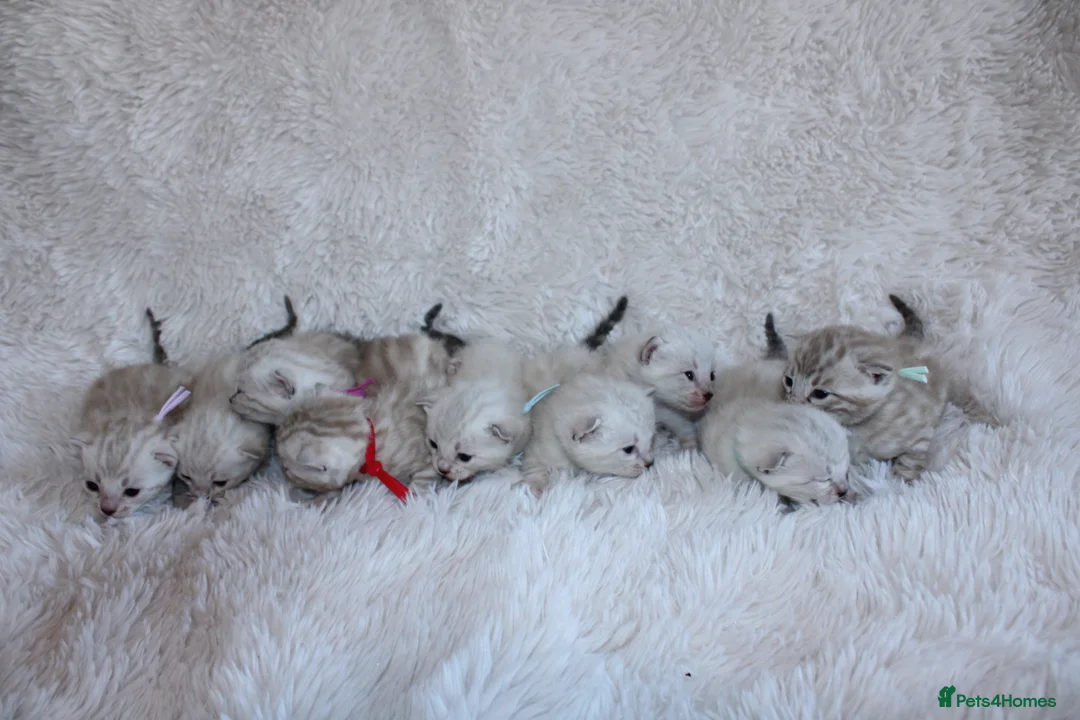 Bengal cats for sale: ❄️🏆STUNNING SNOW BENGALS. TICA REGISTERED. 😻🏆❄️ - Advert 31