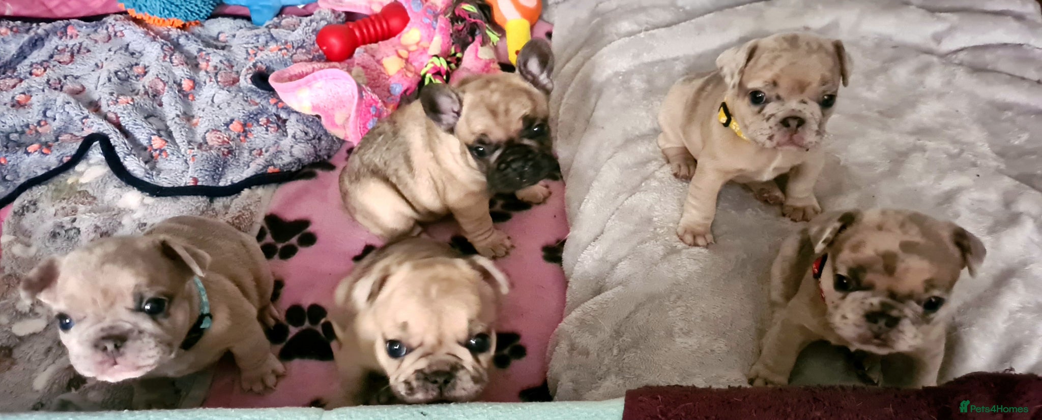 French Bulldog dogs for sale: French bulldog - Advert 17