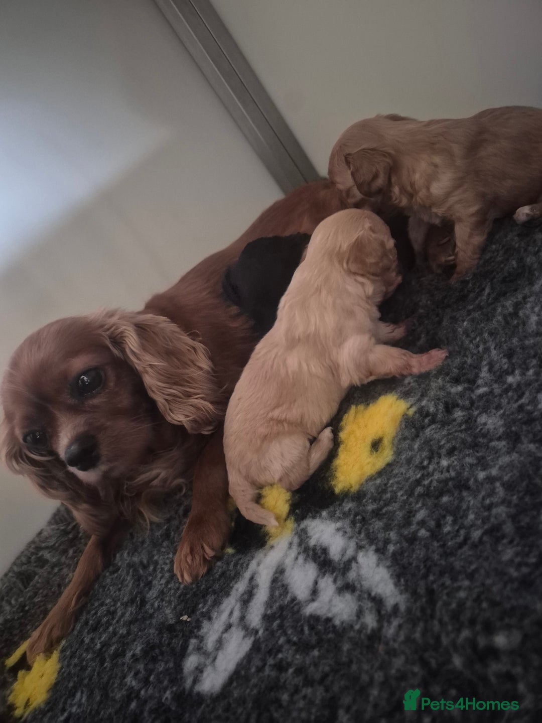Cavapoo dogs for sale: Cavapoo babies - ready end nov - Image 1