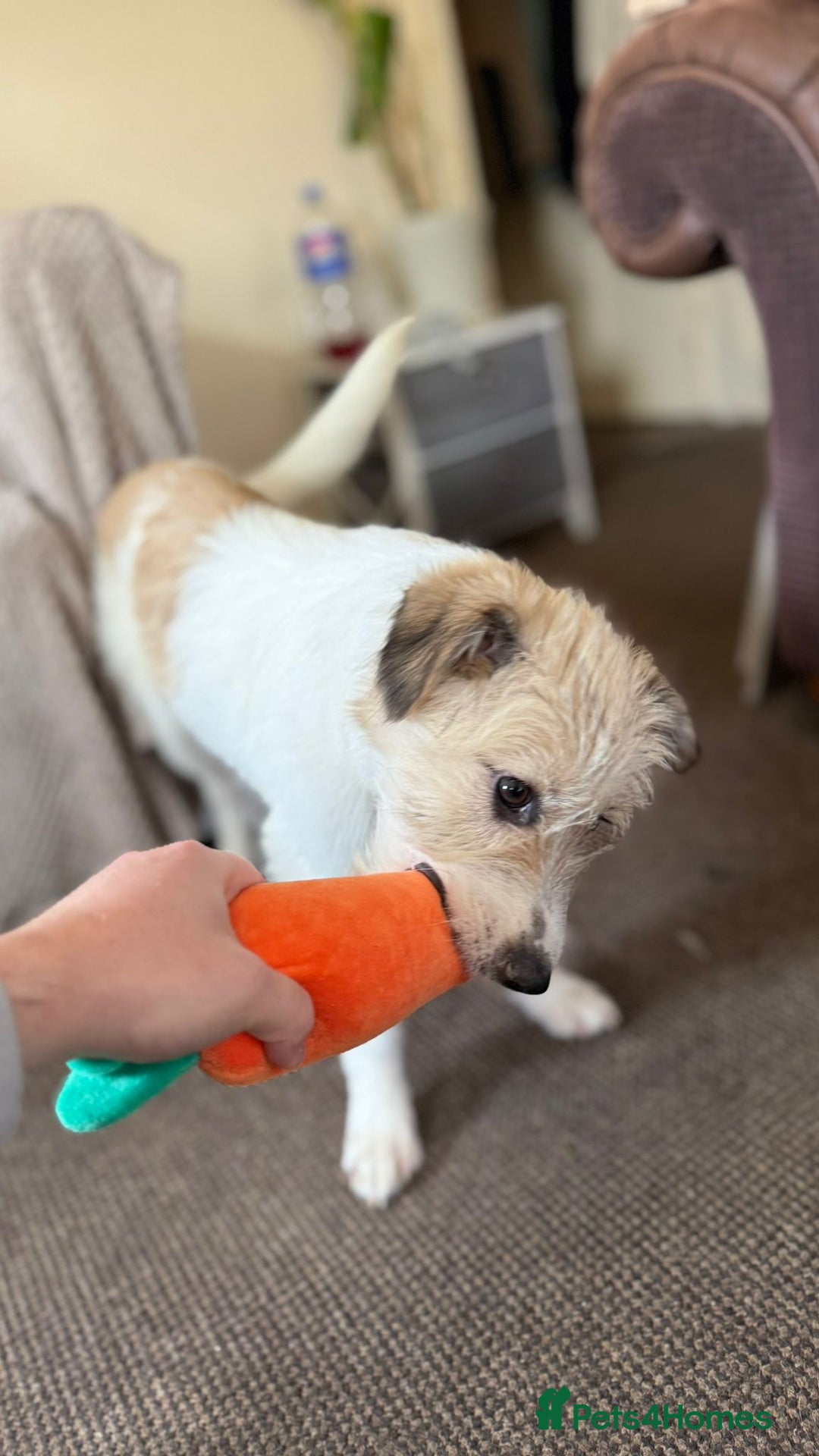 Mixed Breed dogs for adoption: Pumpkin for adoption - Advert 7