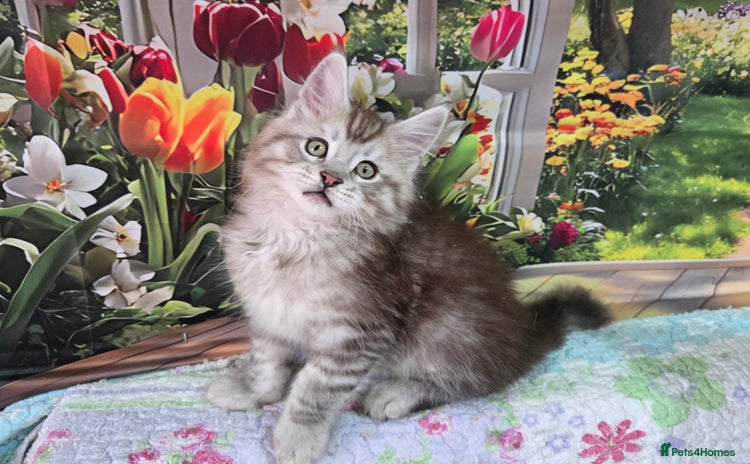 Maine Coon cats - Advert 4