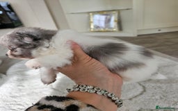Pomeranian dogs for sale: Russian pomeranian  - Image 3