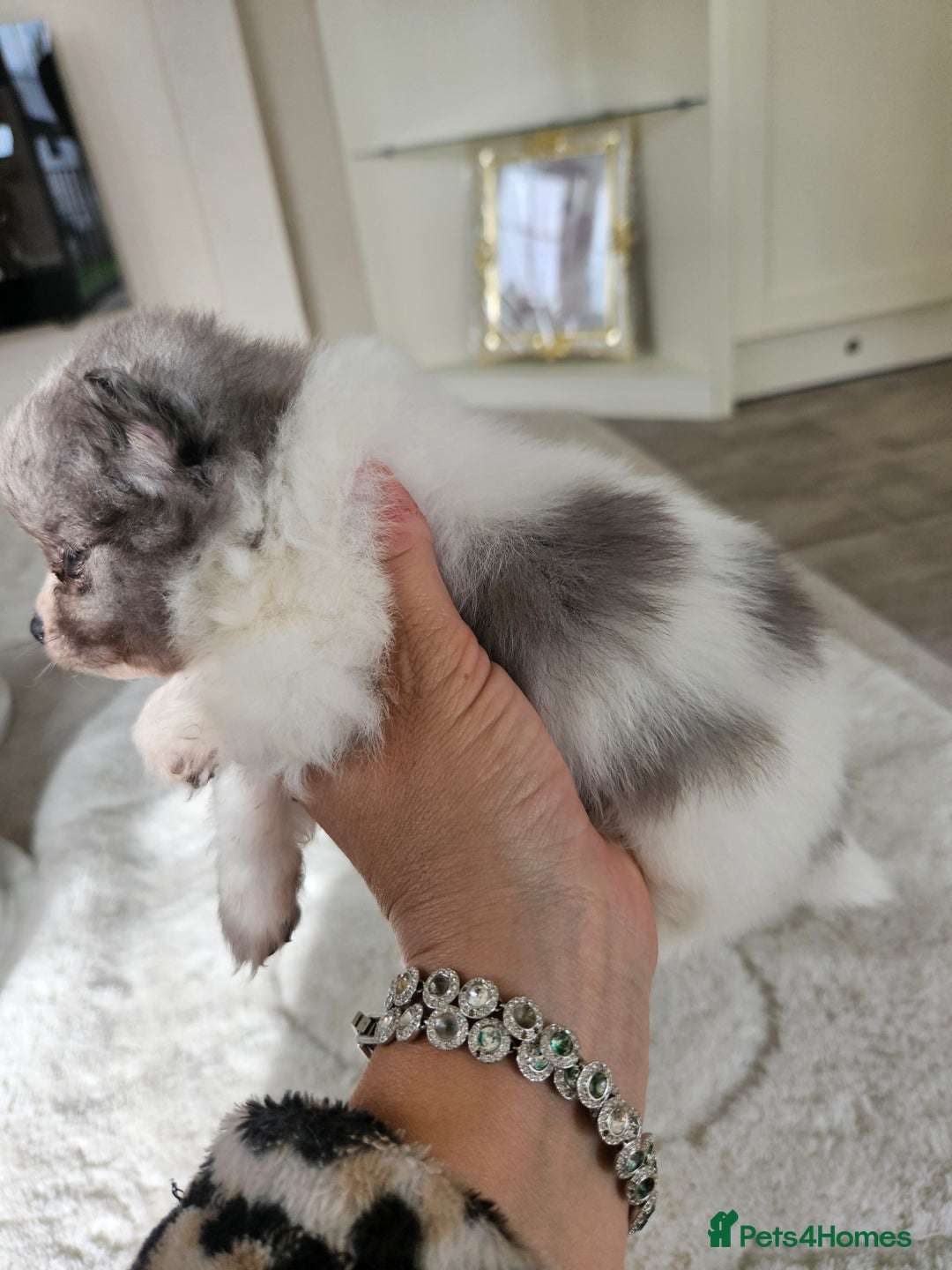 Pomeranian dogs for sale: Russian pomeranian  - Image 3