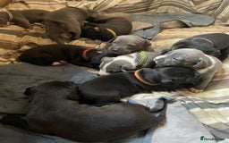 Staffordshire Bull Terrier dogs for sale: Original "Old-Blood" Black/Blue Staff pups *RARE* - Image 15
