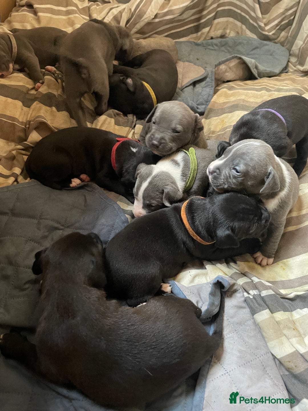 Staffordshire Bull Terrier dogs for sale: Original "Old-Blood" Black/Blue Staff pups *RARE* - Image 15
