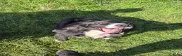 Border Collie dogs for sale: Rosie in Stafford - Advert 1