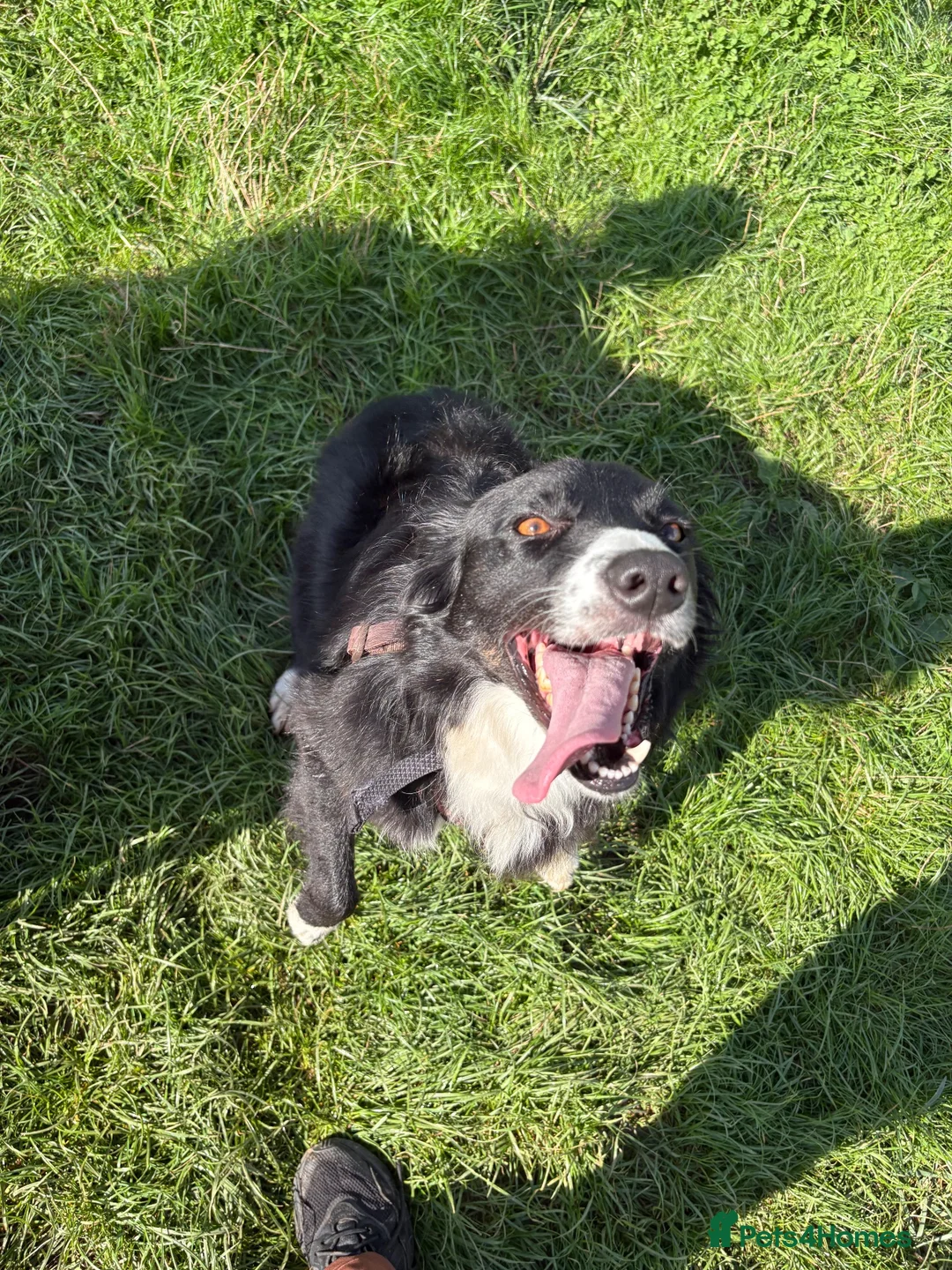 Border Collie dogs for sale: Rosie in Stafford - Advert 1