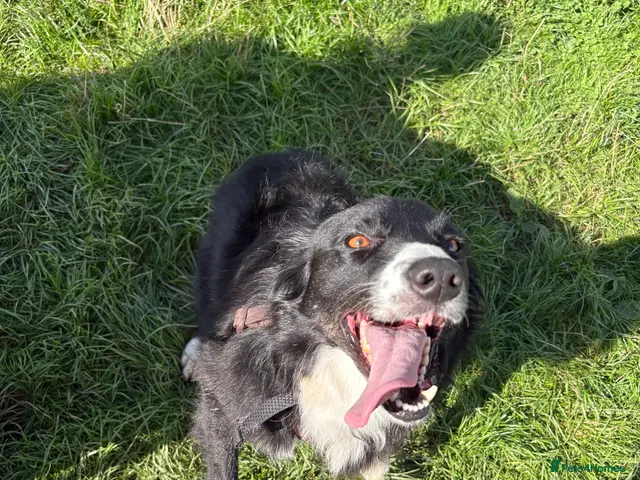 Border Collie dogs for sale: Rosie - Advert 4
