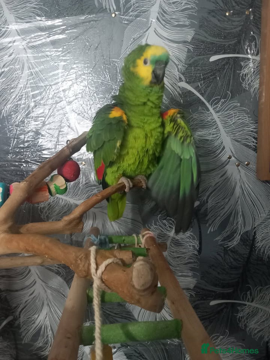 Parrots birds for sale: parrot amazon blue with  cage and tree  - Image 4