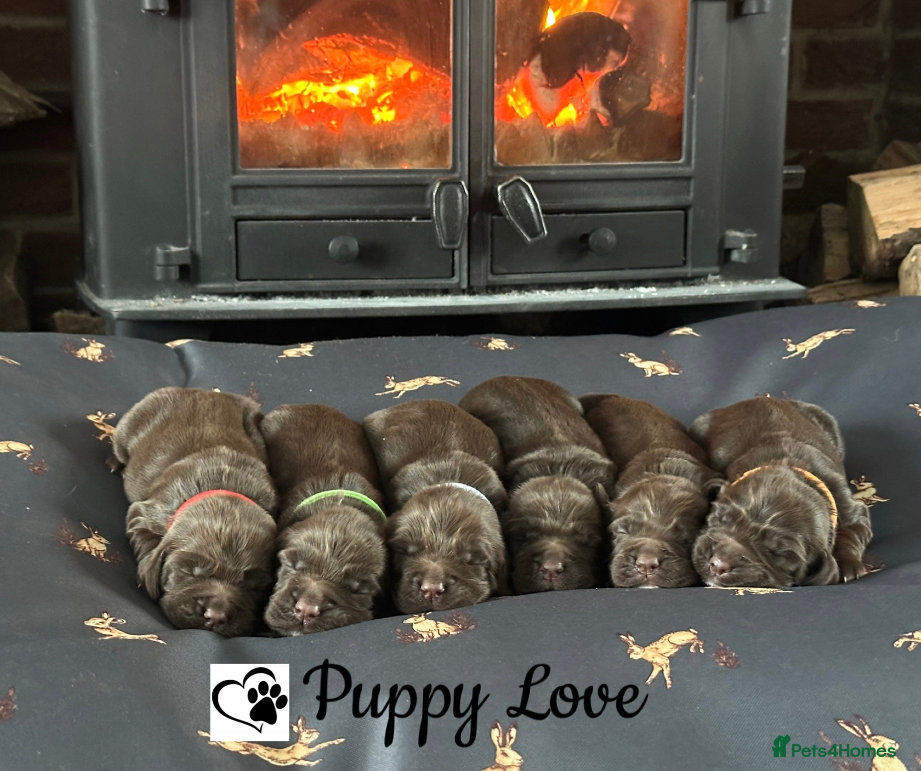 Sprocker dogs Fully Health Tested Sprocker Puppies  - Advert 1