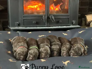 Sprocker dogs Fully Health Tested Sprocker Puppies - Advert 5