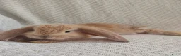 French Lop rabbits for sale: Giant french lops  - Advert 1