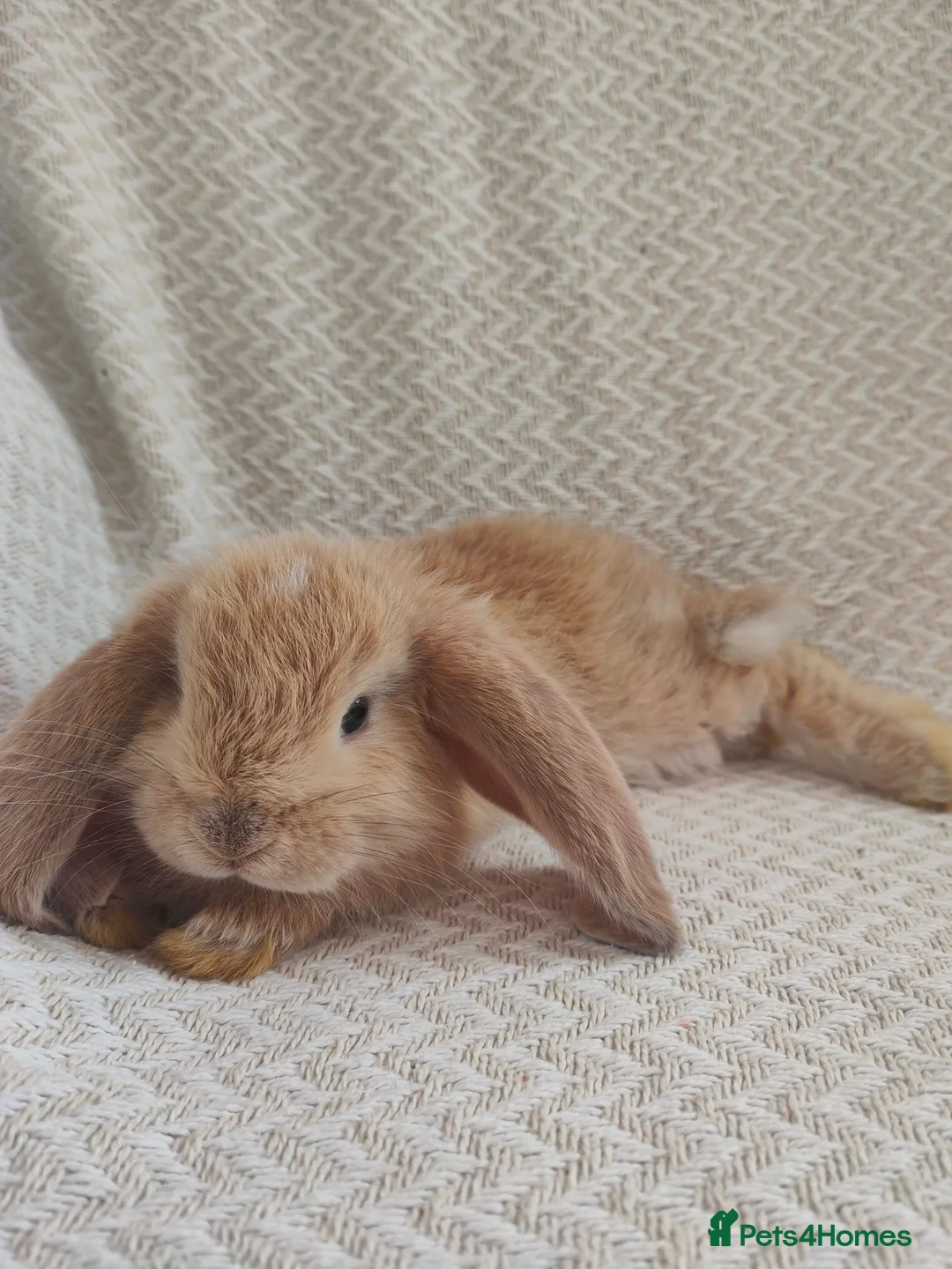French Lop rabbits for sale: Giant french lops  - Advert 1