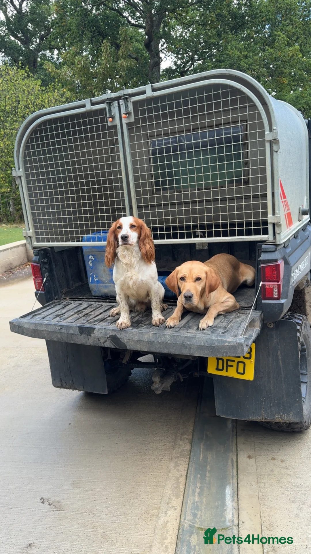 Cocker Spaniel dogs for stud: STUD available  in Frome - Advert 2