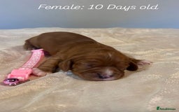 Cavalier King Charles Spaniel dogs for sale: 5 King Charles Ruby & Blenheim Puppies  - Image 5