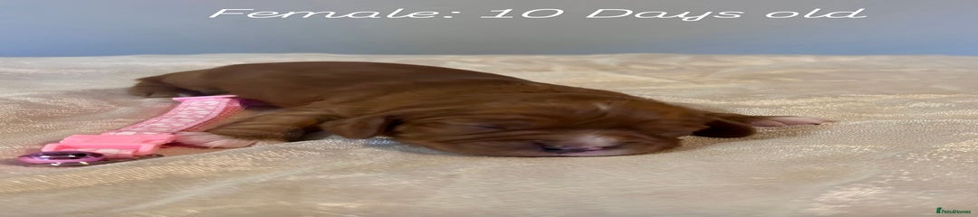 Cavalier King Charles Spaniel Puppy 1