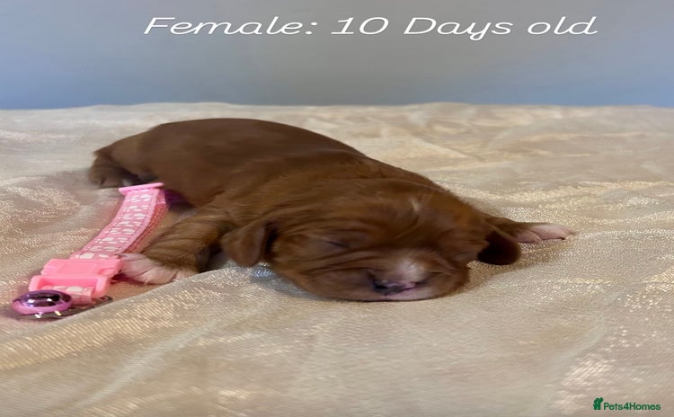 Cavalier King Charles Spaniel dogs King Charles, 1 Blenheim Puppy Available  - Advert 5