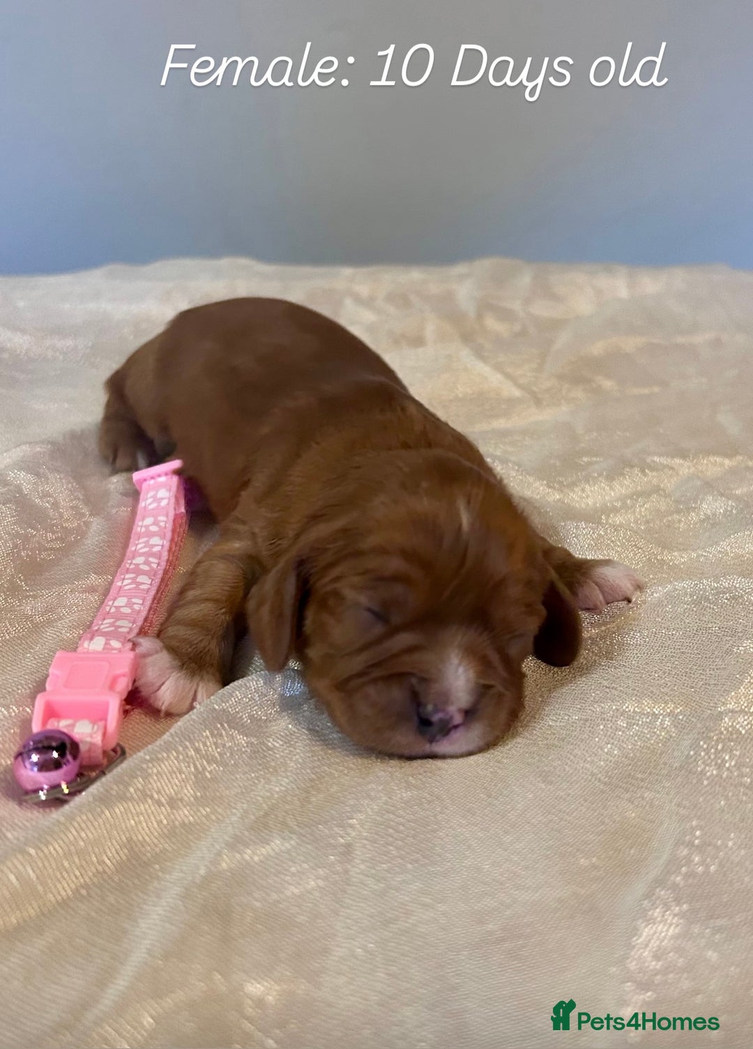 Cavalier King Charles Spaniel dogs for sale: 5 King Charles Ruby & Blenheim Puppies  - Image 5