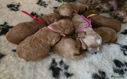 Cockapoo dogs for sale: American cockerpoo licensed Breeder health tested  - Image 10