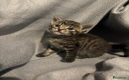 Domestic Shorthair cats for sale: 5 Beautiful Kittens 🖤 - Image 6