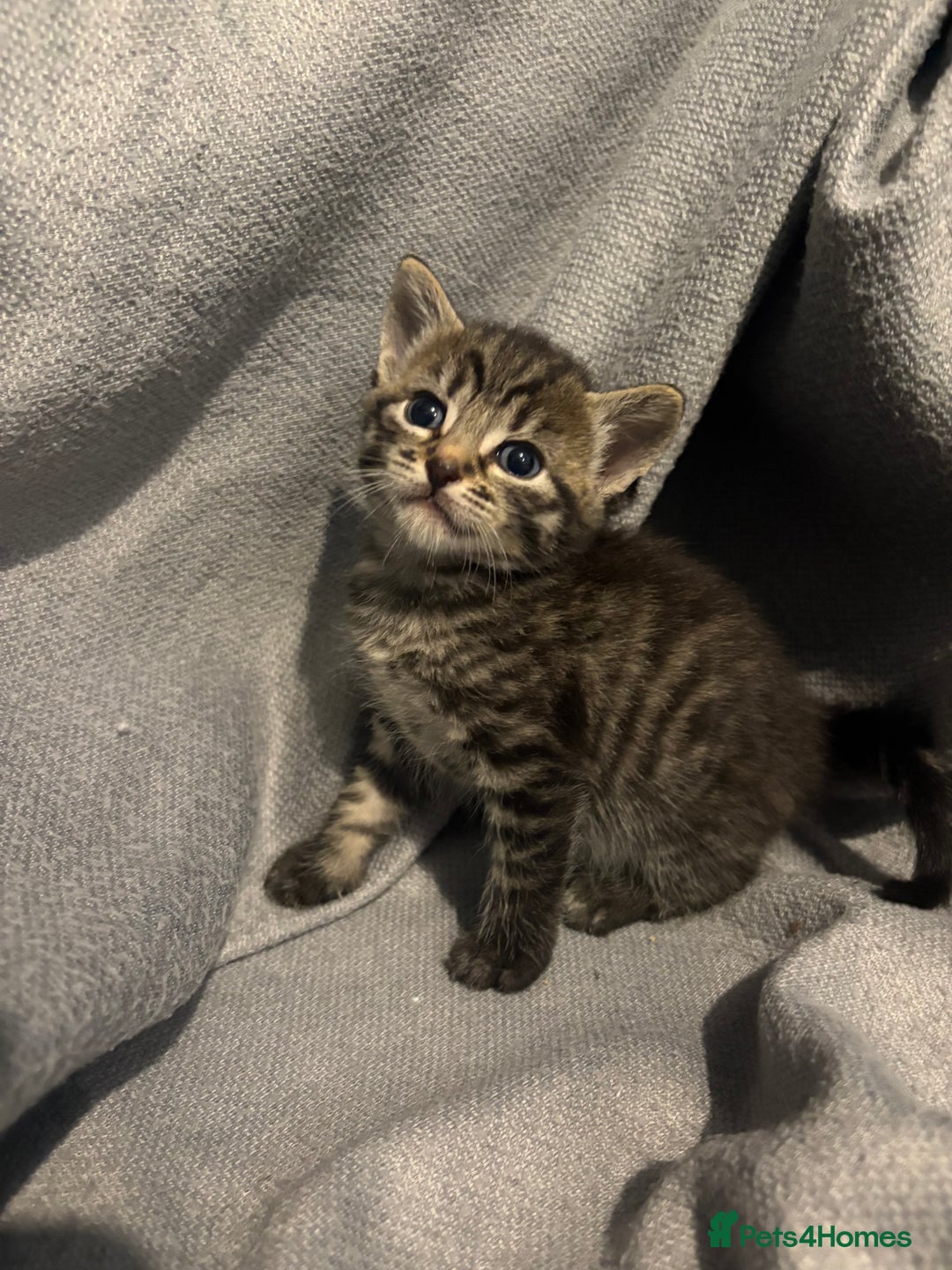 Domestic Shorthair cats for sale: 5 Beautiful Kittens 🖤 - Image 6