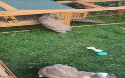 Mini Lop rabbits for sale: Male rabbit for sale with rabbit hutch - Image 4