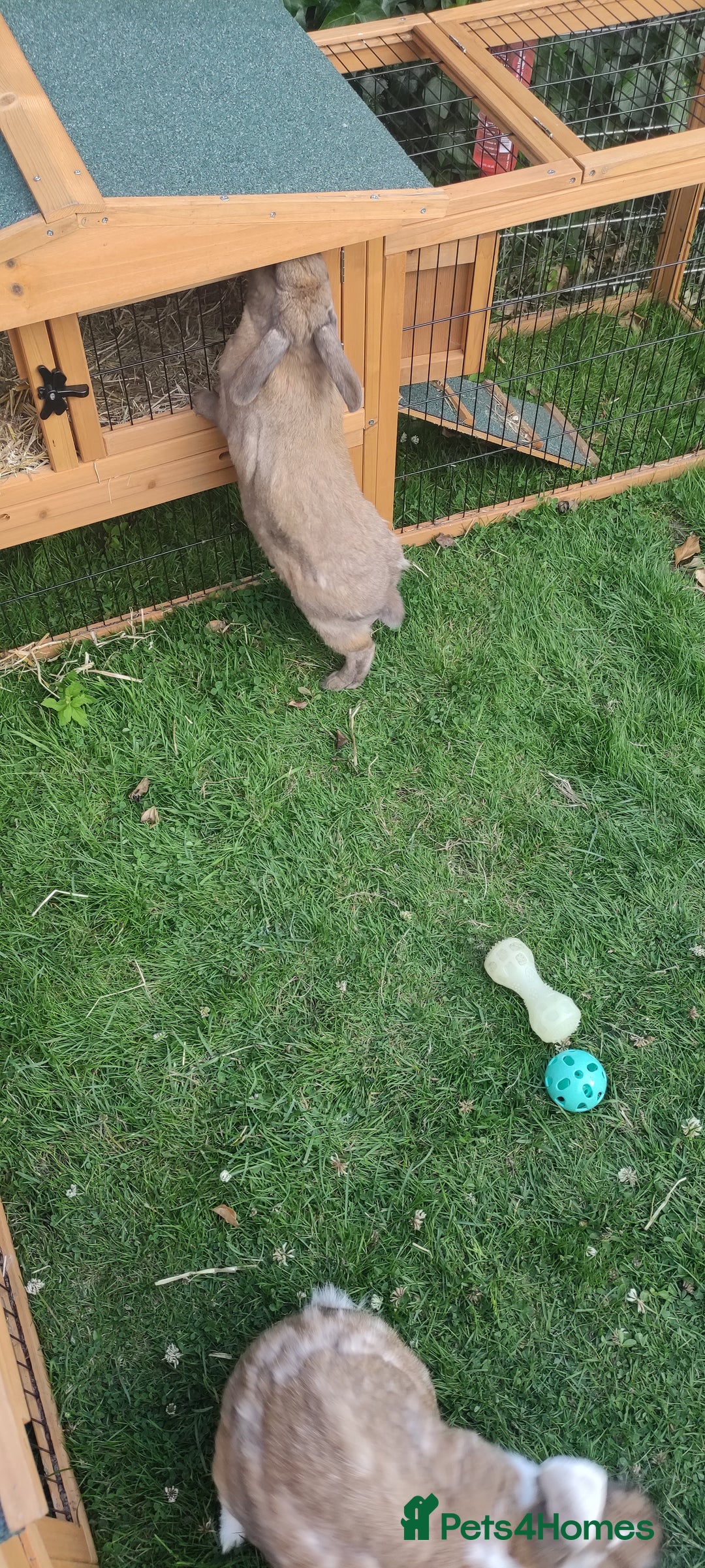 Mini Lop rabbits for sale: Male rabbit for sale with rabbit hutch - Image 4