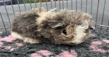 Guinea Pig rodents - Advert 9