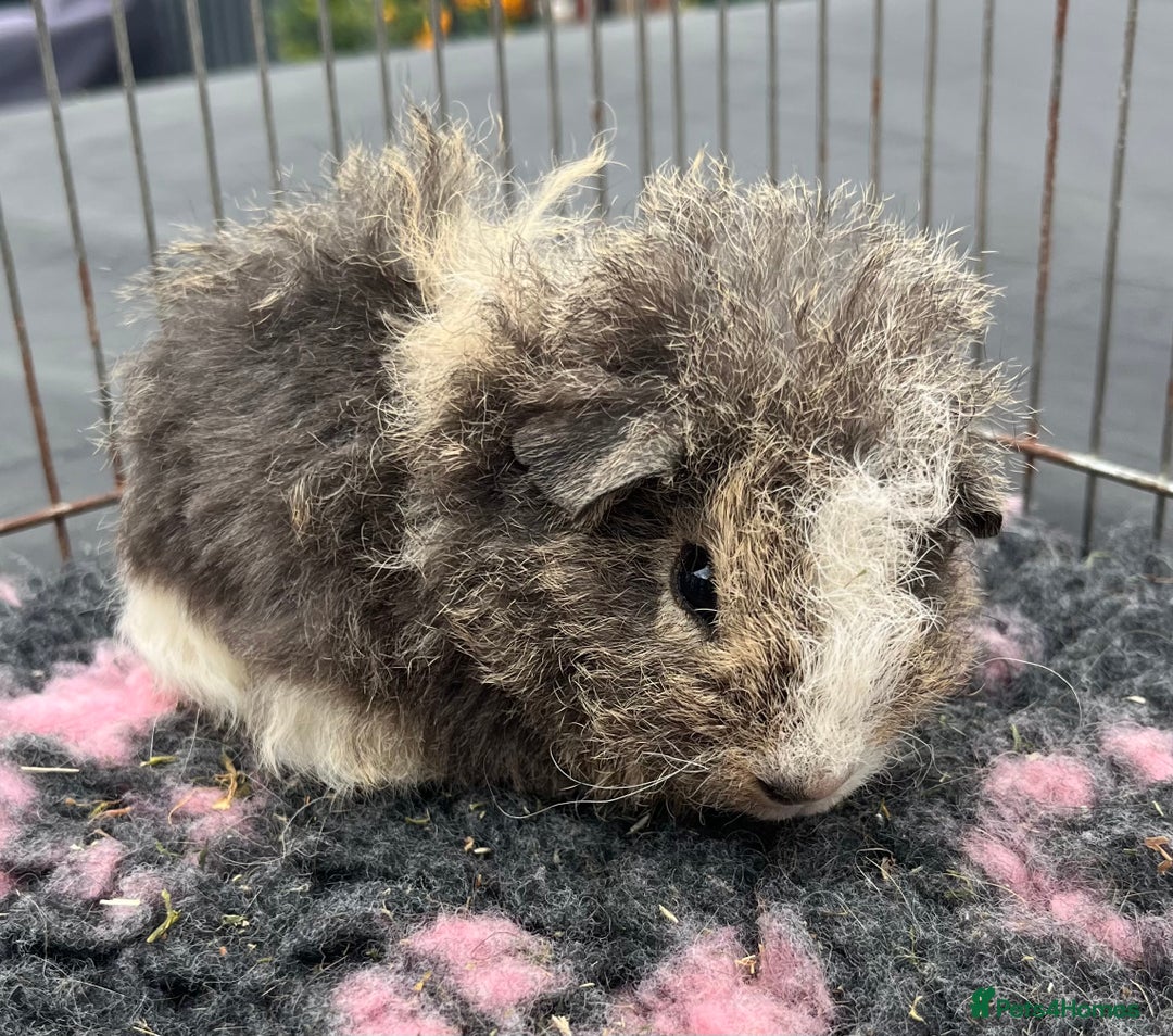 Guinea Pig rodents for sale: Texel,Sheltie,merino,coronet guinea pigs  - Image 4