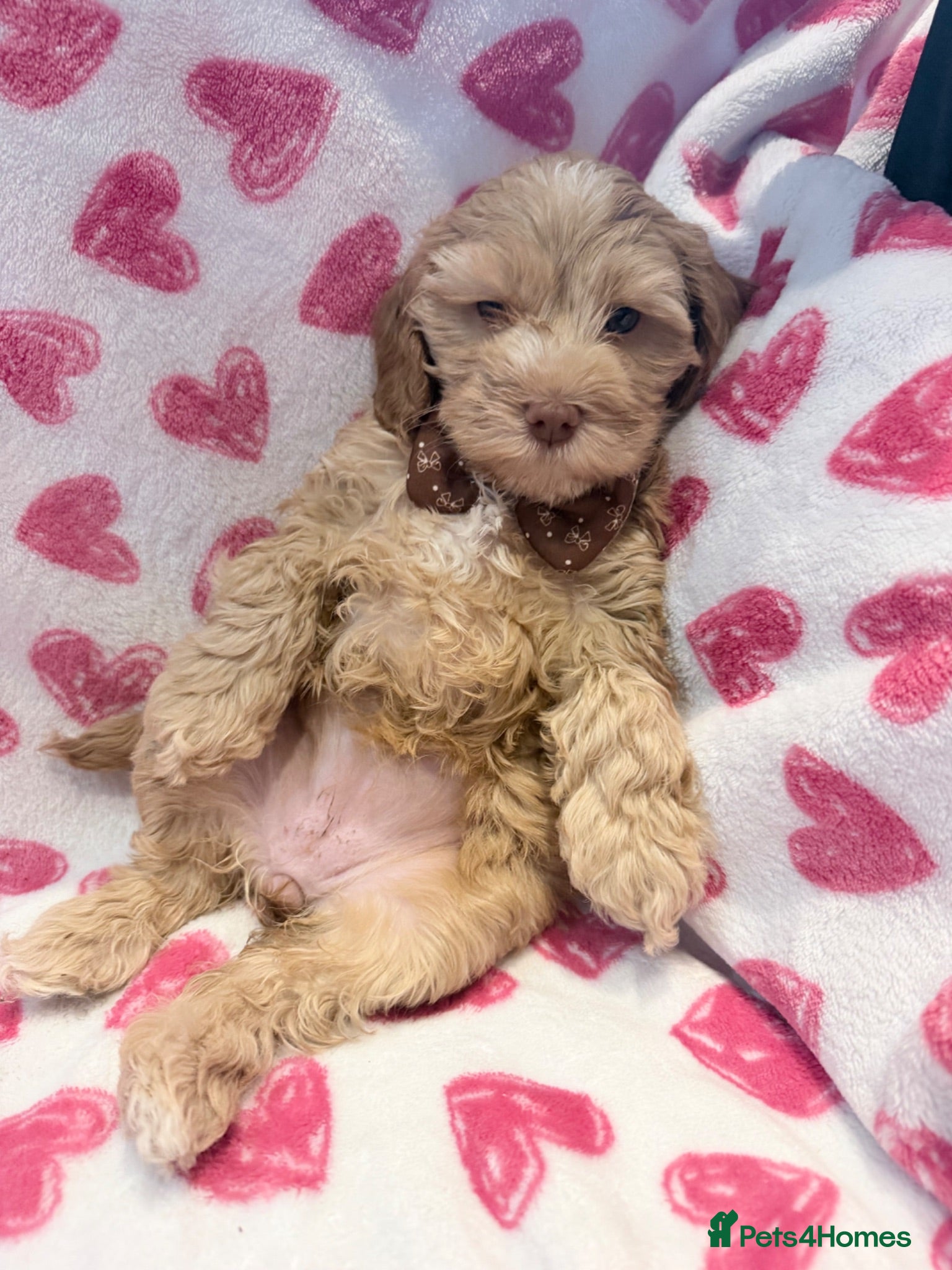 Cockapoo dogs 5* cockapoo puppies  - Advert 7