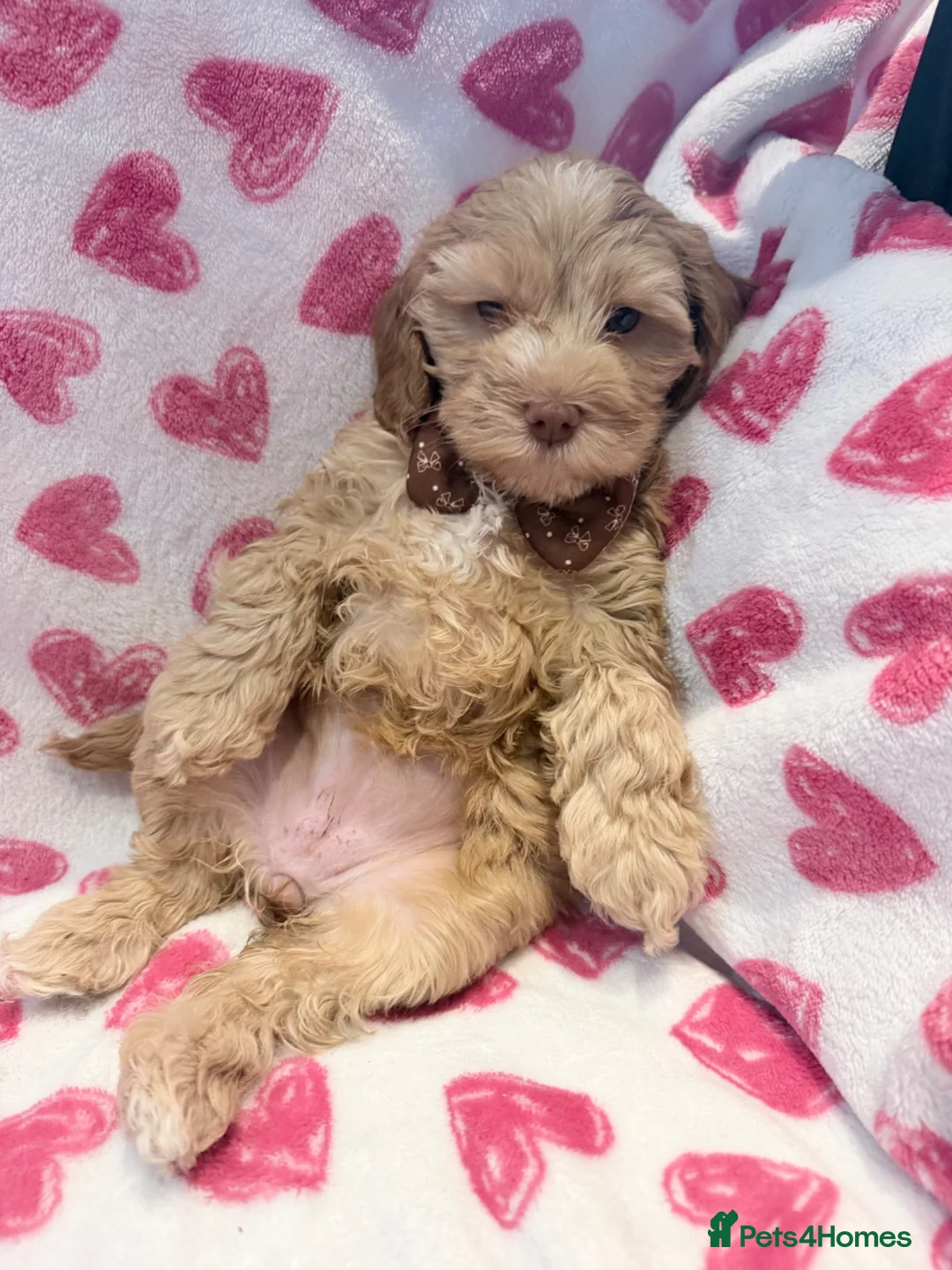 Cockapoo dogs for sale: 5* cockapoo puppies  - Advert 1