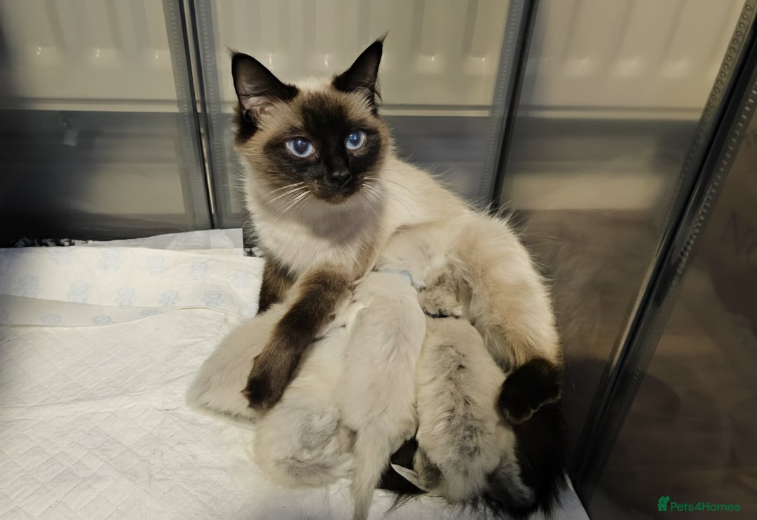 Ragdoll cats for sale: Adorable Ragdoll Kittens  - Advert 13