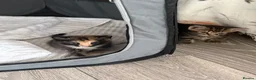 Mixed Breed cats for sale: Three kittens for sale  - Advert 13