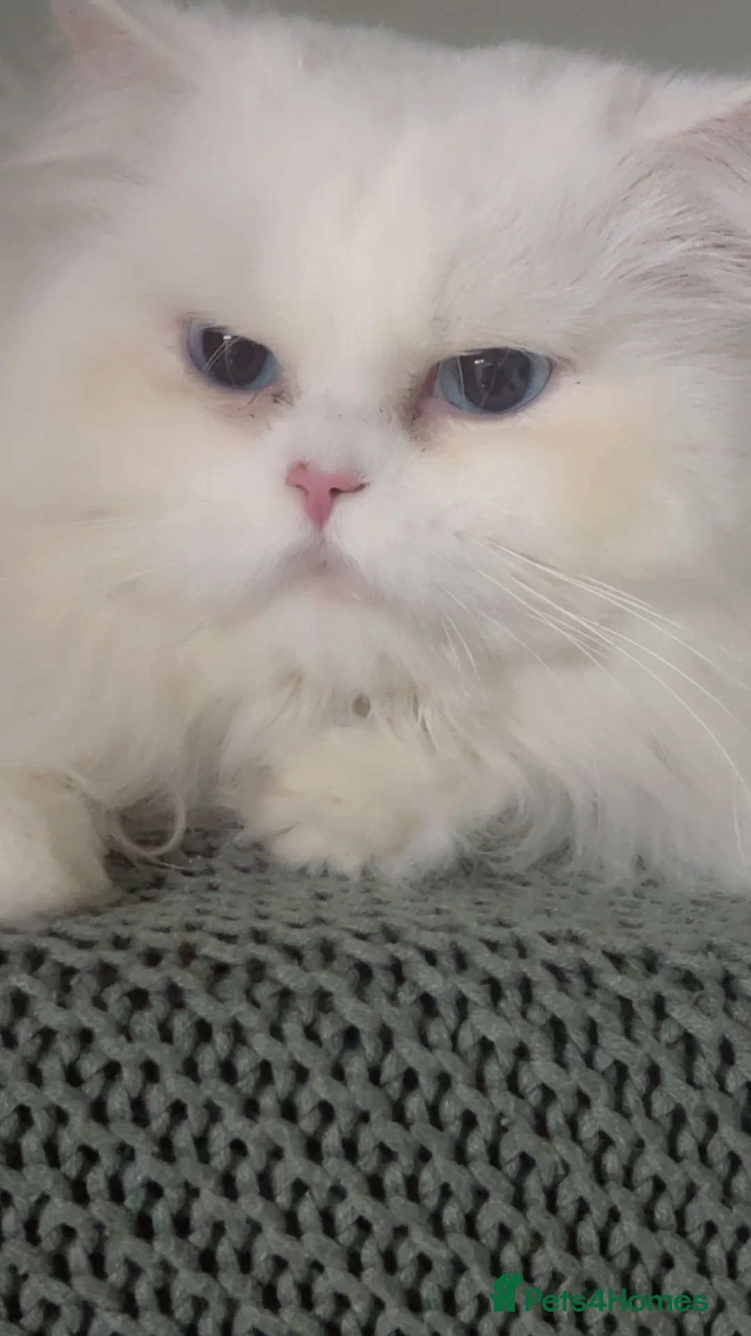 Persian cats for stud: Stunning blue eye very fluffy persion stud only - Advert 7