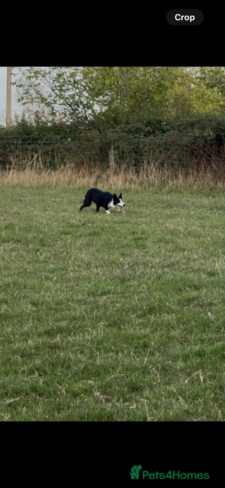 Smooth Collie dogs 9 month old female  - Advert 5