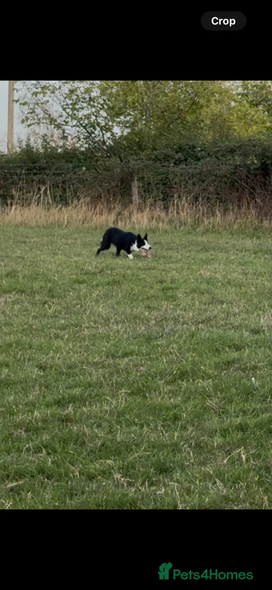 Smooth Collie dogs for sale: 9 month old female  - Advert 1