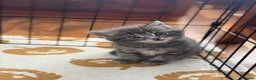 Mixed Breed cats for sale: British Short & Grey Tabby kittens - Advert 5