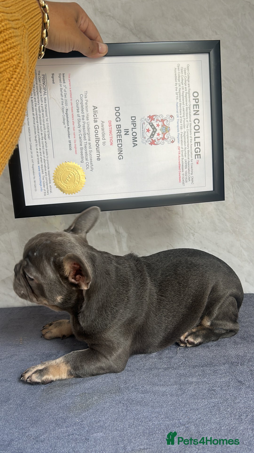 French Bulldog dogs for sale: *REDUCED* Fluffy Carrier French Bulldog - Image 16