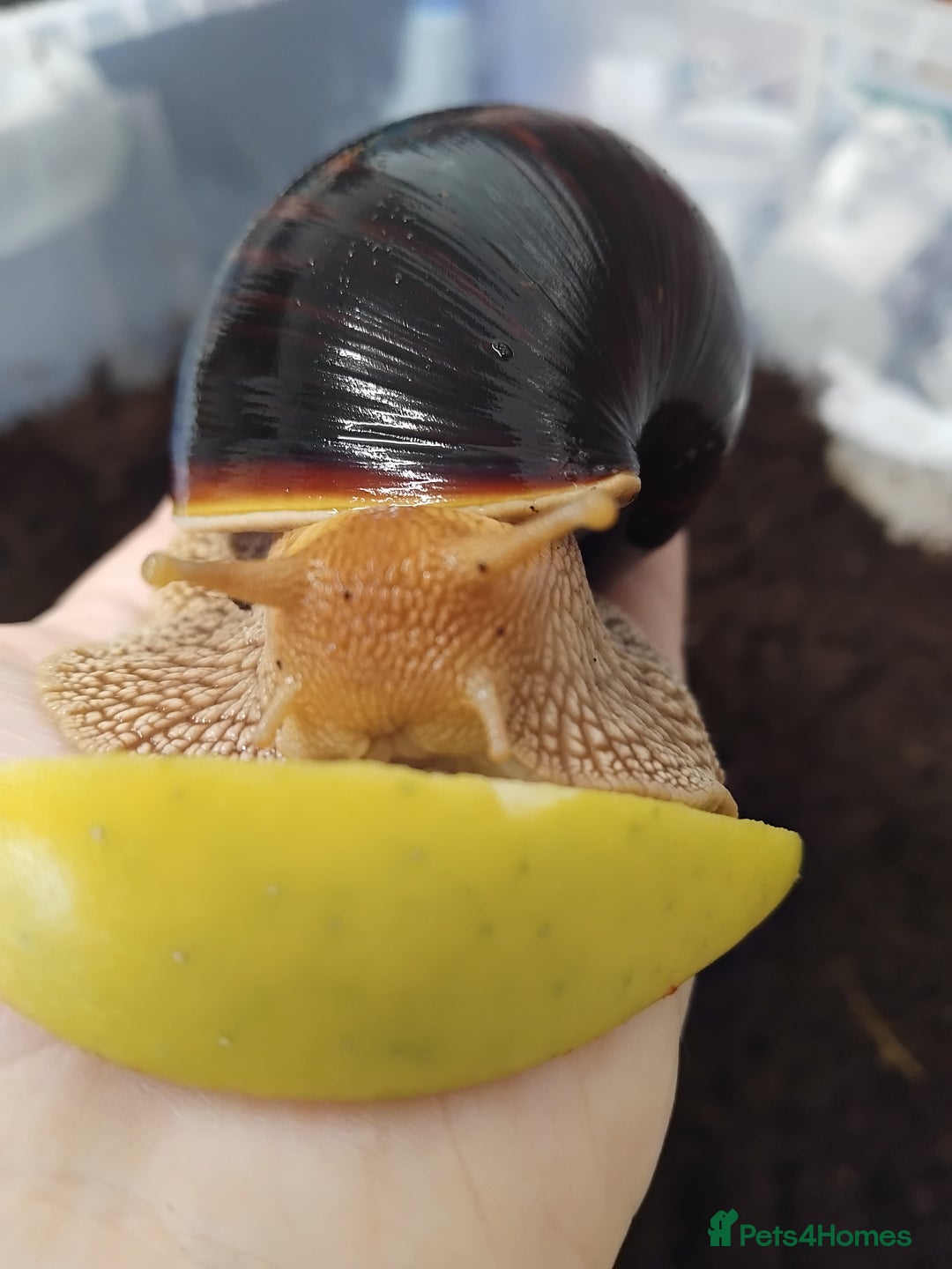 Snails invertebrates for sale: Affrican land snail babies  - Image 6