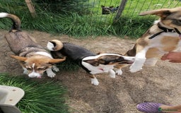 Mixed Breed dogs for adoption: 💖🐶 SESI 🐶💖 - Image 21