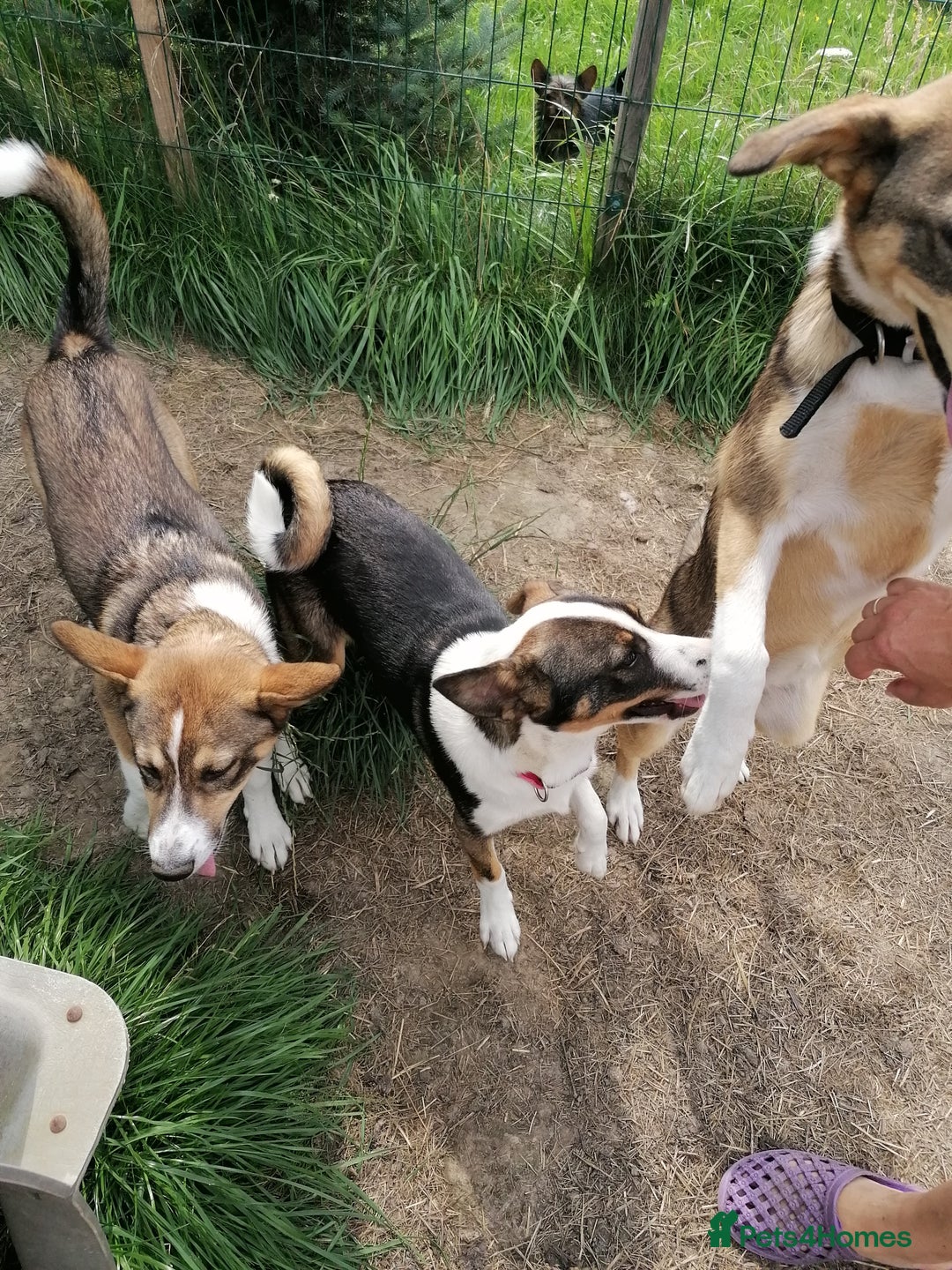 Mixed Breed dogs for adoption: 💖🐶 SESI 🐶💖 - Image 21