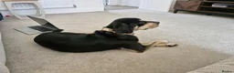 Mixed Breed dogs for sale: Aron - lovely mixed breed in Eastbourne - Advert 4