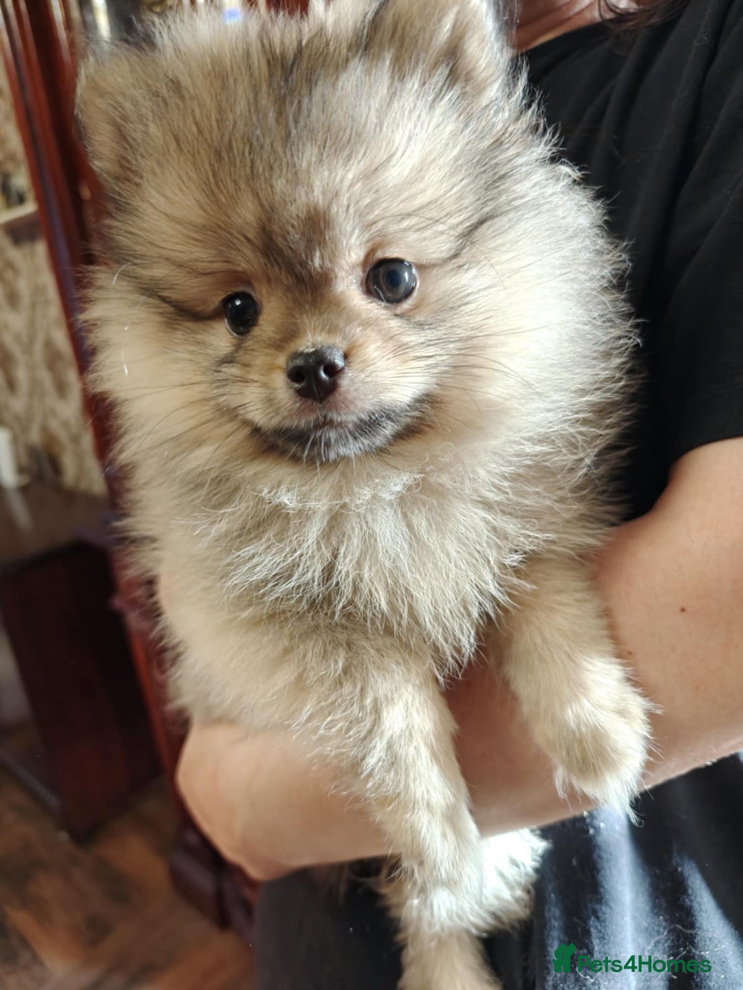 Pomeranian dogs for sale: 💕 Sweet & Playful Pomeranian Girl Puppy - Image 5