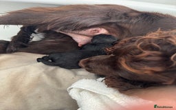 Cockapoo dogs for sale: Stunning Health Tested Girl Cockapoo - Image 3