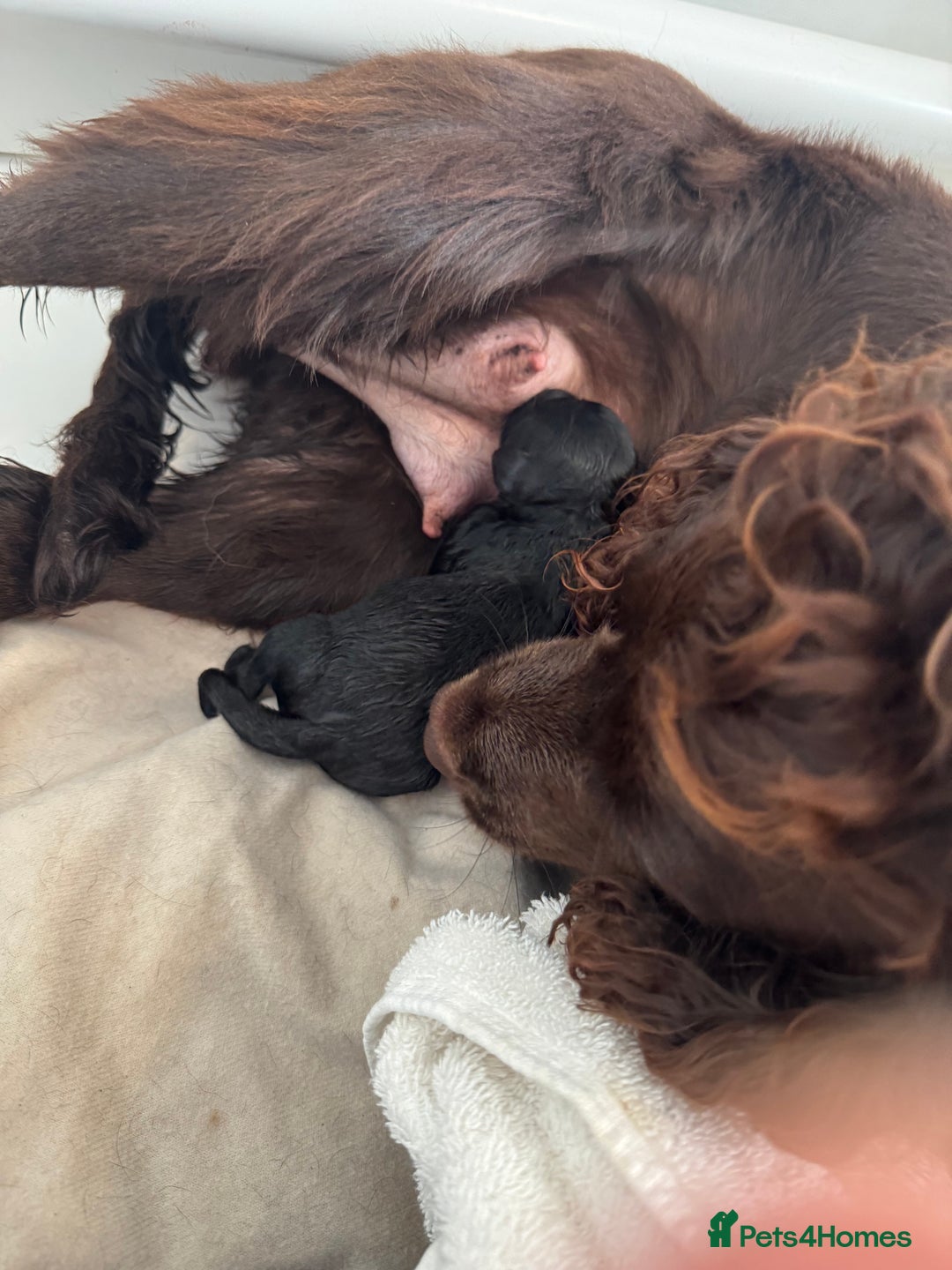 Cockapoo dogs for sale: Stunning Health Tested Girl Cockapoo - Image 3