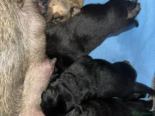 Mixed Breed dogs BIG mixed family dogs 2nd litter - Advert 10